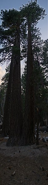 File:Mighty Trees Standing Together - panoramio.jpg