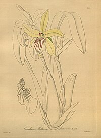 plate 232 Miltonia × cyrtochiloides (as syn. Miltonia × festiva) (Miltonia flavescens × Miltonia spectabilis)