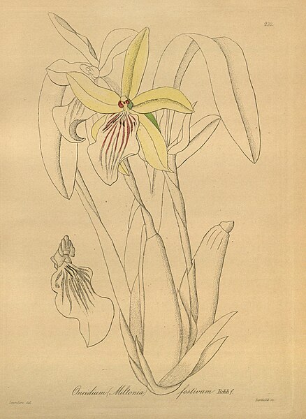 File:Miltonia × cyrtochiloides (as Oncidium (Miltonia) festivum) - Xenia 3 pl 232.jpg