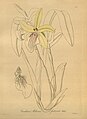 Miltonia × cyrtochiloides (as syn. Oncidium (Miltonia) festivum) plate 232 in: H. G. Reichenbach: Xenia orchidacea - vol. 3 (1900)