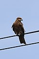 * Nomination A black kite, Milvus migrans, perching on a line in Kyoto, Japan. --Grendelkhan 17:12, 1 July 2018 (UTC) * Decline Too blurry, unsharp, noisy. Visible CA around the beak area. GerifalteDelSabana 00:53, 2 July 2018 (UTC)