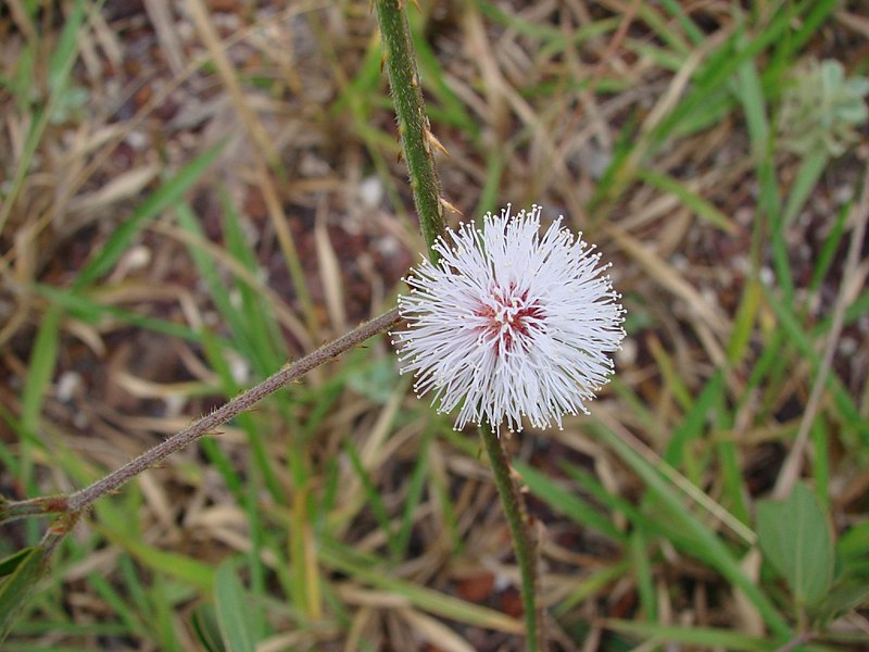 File:Mimosa nuda flower.jpg