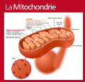 Mitochondrion (standalone version)-fr.svg