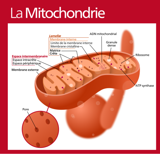 Mitochondrion (standalone version)-fr