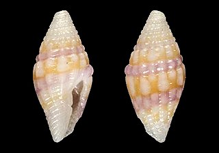 <i>Mitromorpha iozona</i> species of mollusc