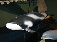 ModelWhite-beaked Dolphin.jpg