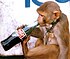 Monkey drinking coca-cola.jpg