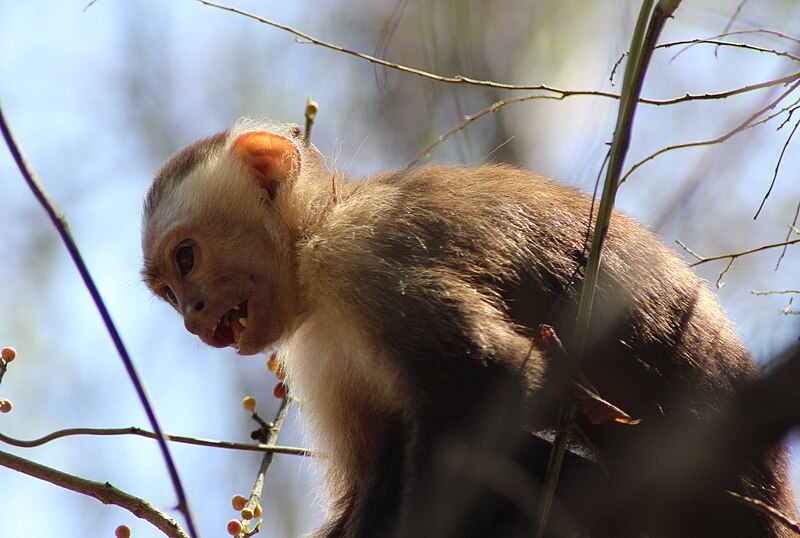 File:Monkey tayrona.jpg