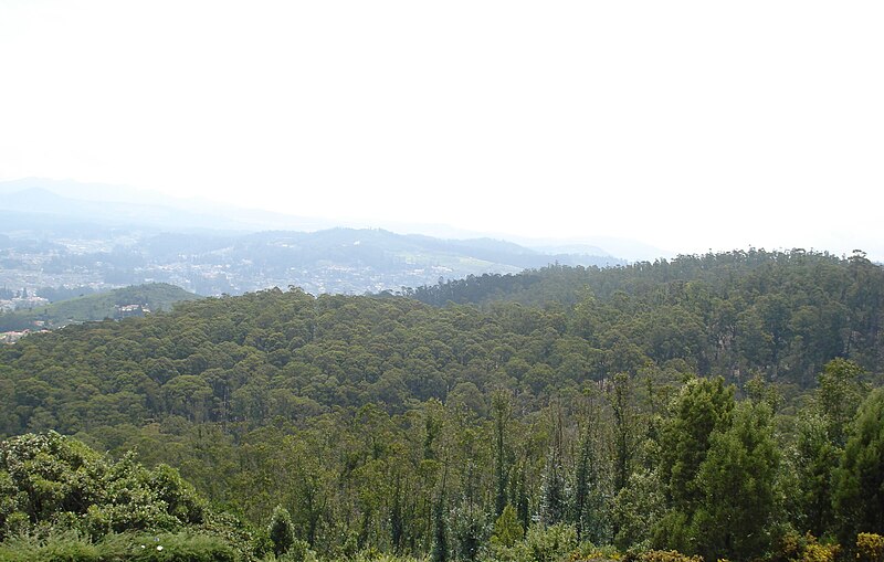 File:Monoculture ooty.JPG