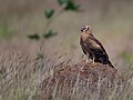 Juvenile; Bangalore, India