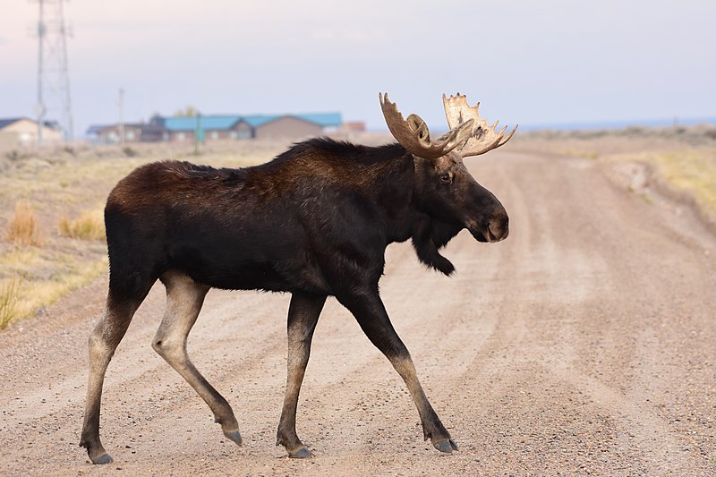 File:Moose at Seedskadee National Wildlife Refuge (51589059830).jpg