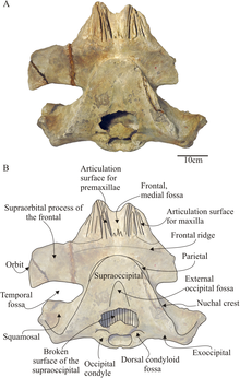 Morenocetus holotype cranium (1).png