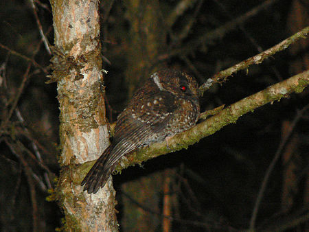 Hantukang gunung (burung)