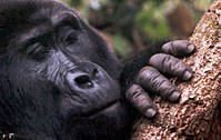 Mountain gorilla finger detail.KMRA.jpg