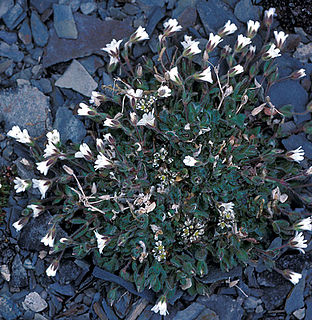 <i>Cerastium arcticum</i> Species of flowering plant