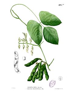 Семена Мукуна жгучая (Mucuna pruriens)