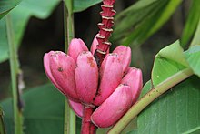 Musa rosea (11136407134).jpg