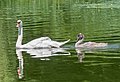 * Nomination Mute swan with juvenile in Prospect Park (Brooklyn, NY, USA) --Rhododendrites 23:46, 18 July 2022 (UTC) * Promotion  Support Good quality. --Rjcastillo 01:46, 19 July 2022 (UTC)