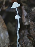 Thumbnail for Mycena alphitophora