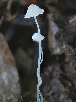 <i>Mycena alphitophora</i> Species of fungus