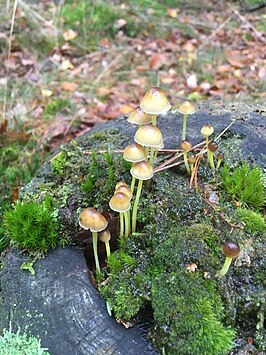 Dennenkleefsteelmycena