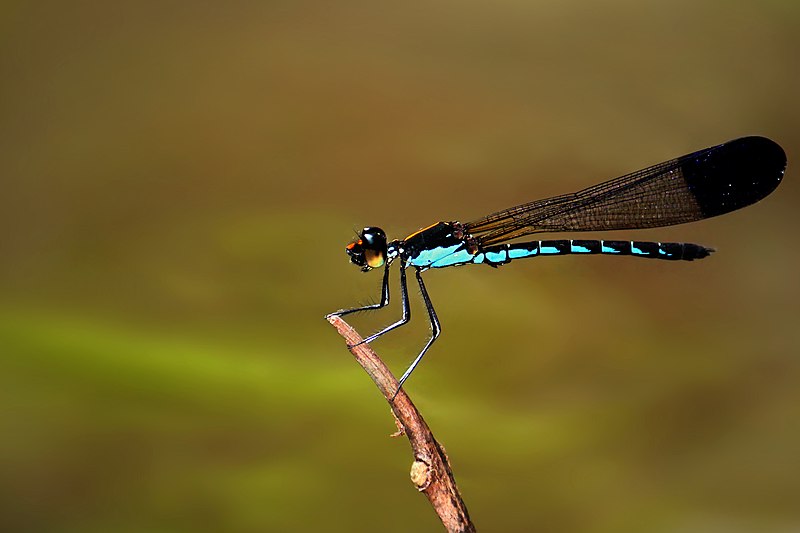 File:Myristica Sapphire (Calocypha laidlawi) male.jpg