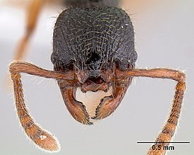 Myrmecina graminicola