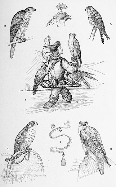 File:NIE 1905 Falcons and Falconry.jpg