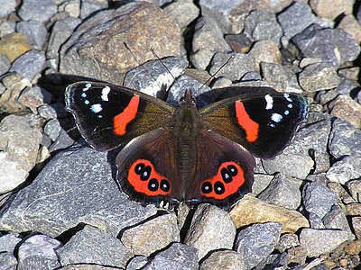 NZ Red Admiral butterfly