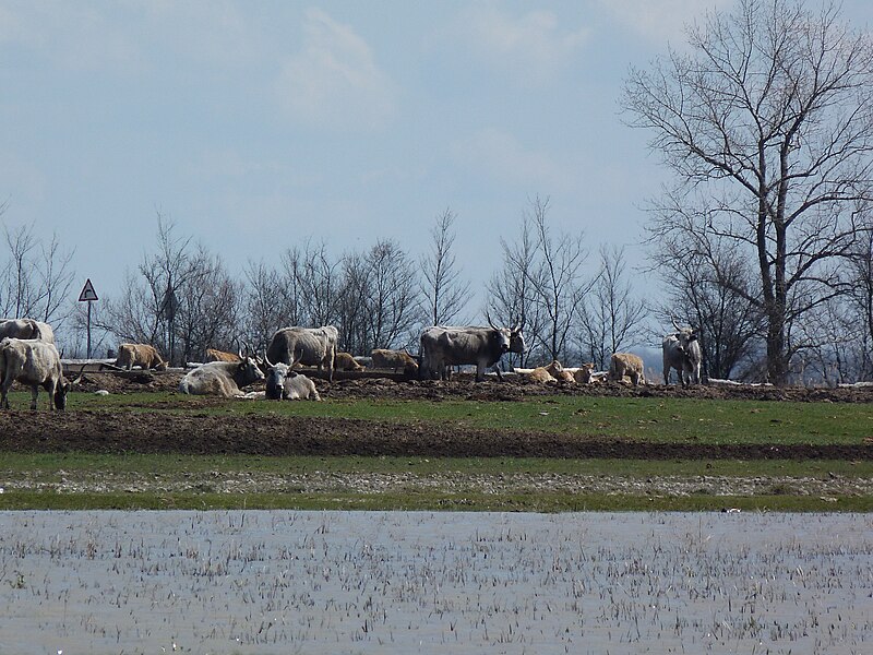 File:Nagyállás, Felső Kiskunsági Puszta - 2013.04.13 (30).JPG