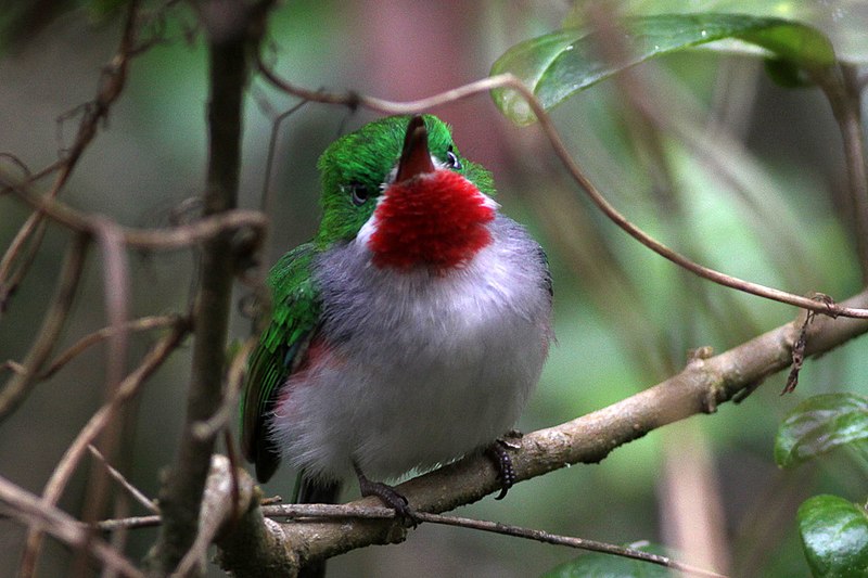 File:Narrow billed tody 1.jpg