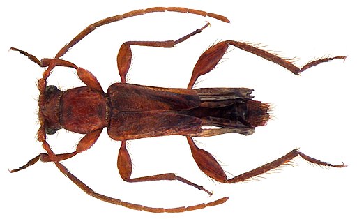 Nathrius brevipennis (Mulsant, 1839) (4510269471)