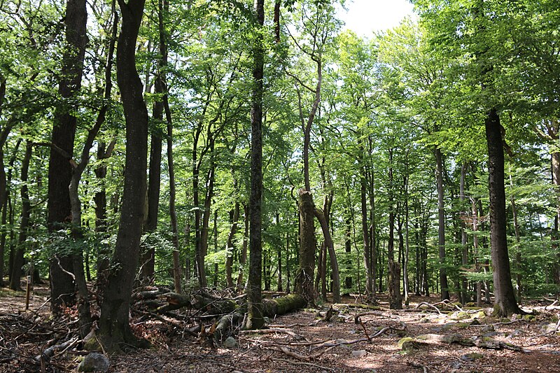 File:Nationalpark Hunsrück-Hochwald 92.jpg