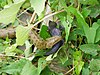 Natrix tessellata capturing a Gobius fish - 20060710.jpg