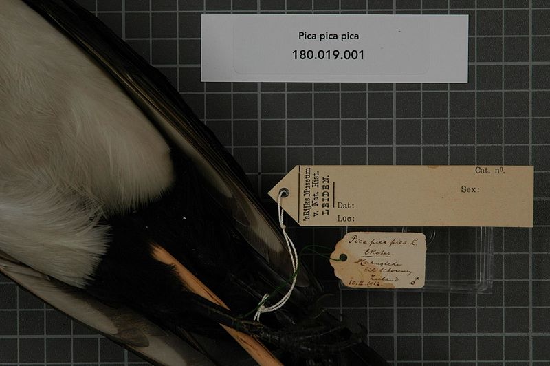 File:Naturalis Biodiversity Center - RMNH.AVES.140393 1 - Pica pica pica (Linnaeus, 1758) - Corvidae - bird skin specimen.jpeg