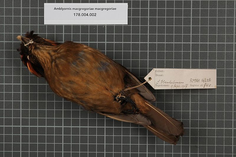 File:Naturalis Biodiversity Center - RMNH.AVES.143281 2 - Amblyornis macgregoriae macgregoriae De Vis, 1890 - Ptilonorhynchidae - bird skin specimen.jpeg