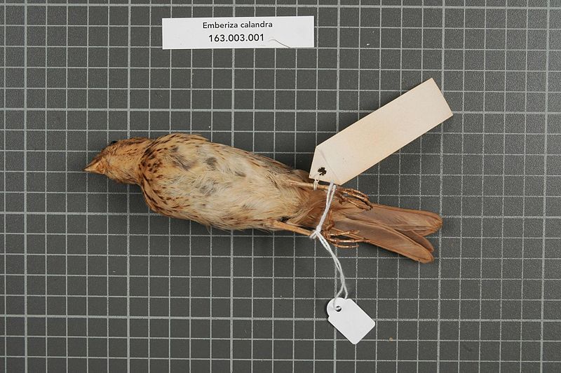 File:Naturalis Biodiversity Center - RMNH.AVES.148675 2 - Emberiza calandra Linnaeus, 1758 - Emberizidae - bird skin specimen.jpeg