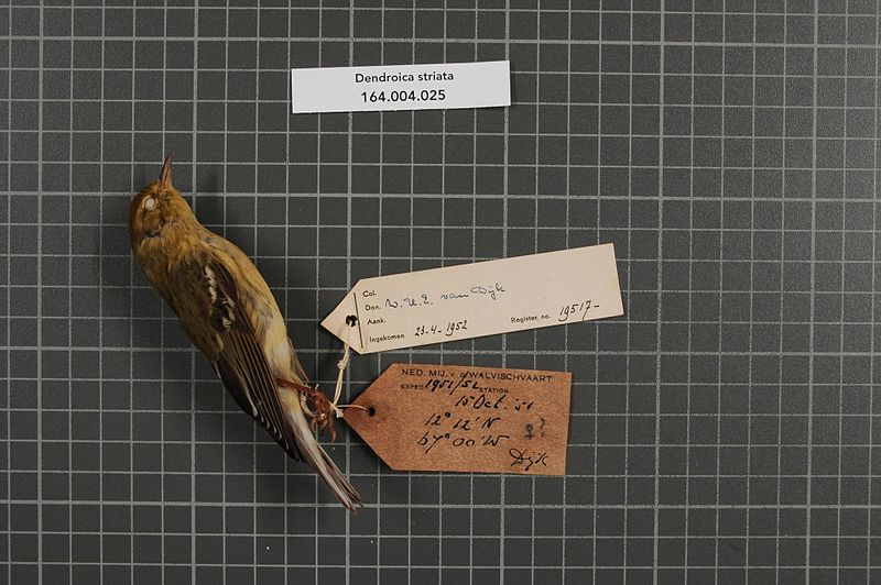 File:Naturalis Biodiversity Center - RMNH.AVES.19517 1 - Dendroica striata (Forster, 1772) - Parulidae - bird skin specimen.jpeg