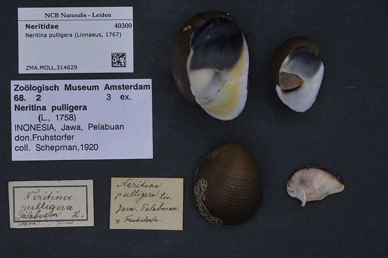 File:Naturalis Biodiversity Center - ZMA.MOLL.314629 - Neritina pulligera (Linnaeus, 1767) - Neritidae - Mollusc shell.jpeg