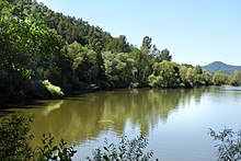 Der Auenwald am östlichen Ufer