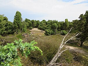 Wacholderheide nature reserve (Lingen) (license plate NSG WE 163) .JPG