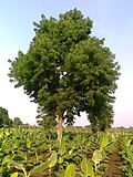 árbol-de-neem.jpg