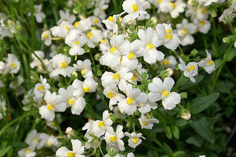 File:Nemesia fruticans Compact Innocence 2zz.jpg