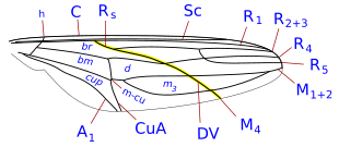 Schema della nervatura alareNervature longitudinali: C: costa; Sc: subcosta; R: radio; M: media; Cu: cubito; A: anale.
Nervature trasversali: h: omerale; m-cu: medio-cubitale.
Cellule: d: discale; br: 1ª basale; bm: 2ª basale; m3: 4ª posteriore; cup: cellula cup.Evidenziata in giallo: DV: vena diagonale.