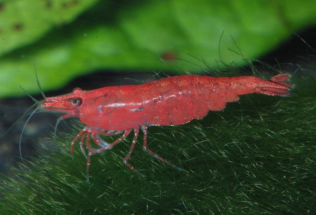 File:Neocaridina-heteropoda-var-sakura.jpg