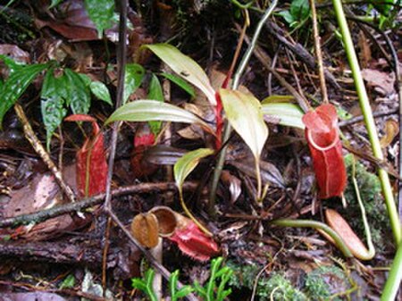 Nepenthes_gymnamphora