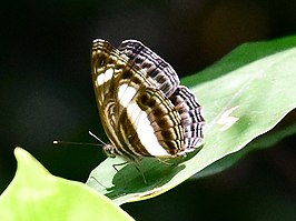 Neptis nemetes