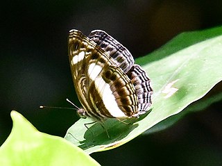 <i>Neptis nemetes</i> Species of butterfly