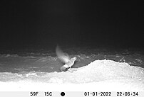 Bird in a spotlight near its nest on the ground