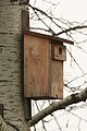 Nestbox with wooden protection of entrance